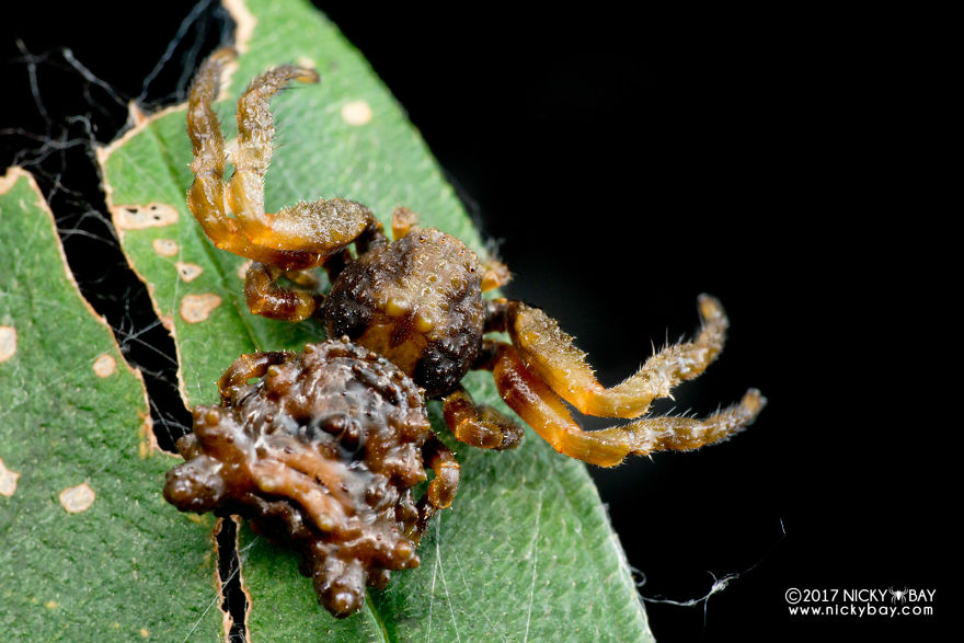 Close-up of a small disgusting animal on a damaged green leaf, highlighting intricate textures and tiny legs in macro photography.