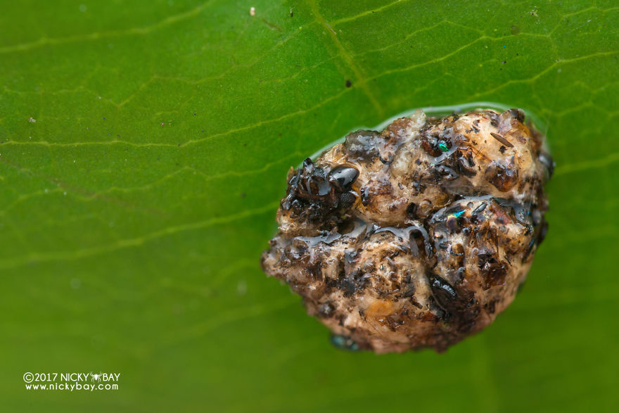 Close-up of a pretty disgusting animal camouflaged as a brown lump on a green leaf, captured in detailed macro photography.