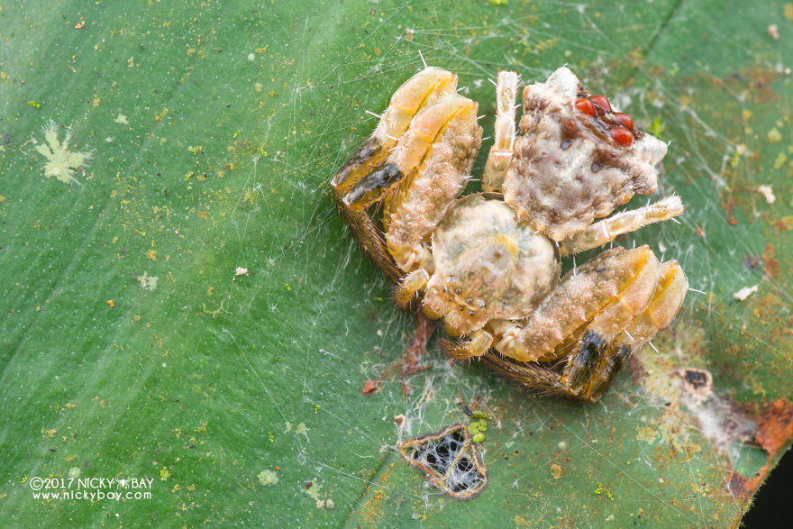 Close-up of a pretty disgusting animal, a crab spider covered in webbing, photographed in natural habitat.