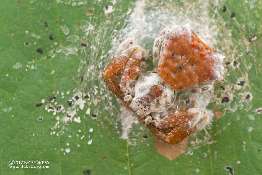 Close-up of a pretty disgusting spider covered in debris and webbing on a green leaf, showcasing unusual animal photography.