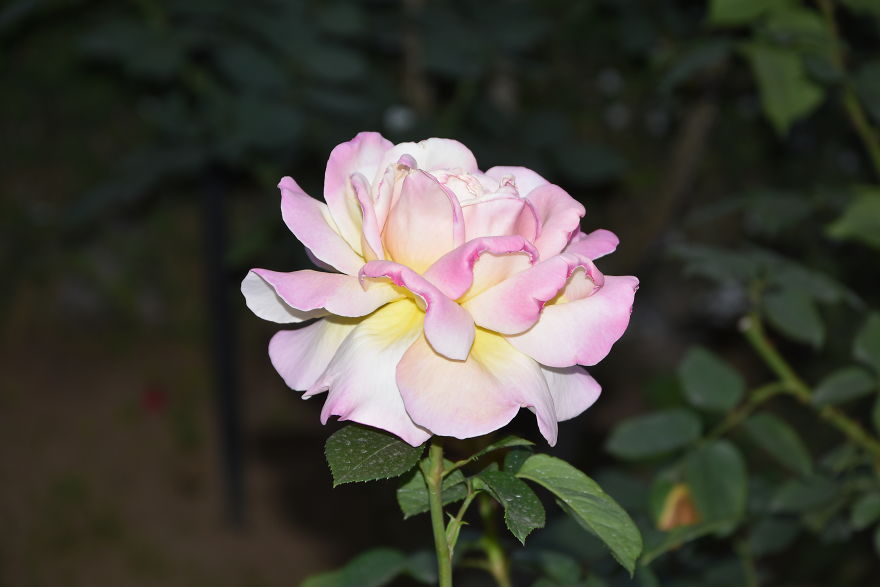 Japanese Roses Japanese Roses