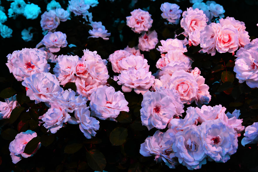 Japanese Roses Japanese Roses