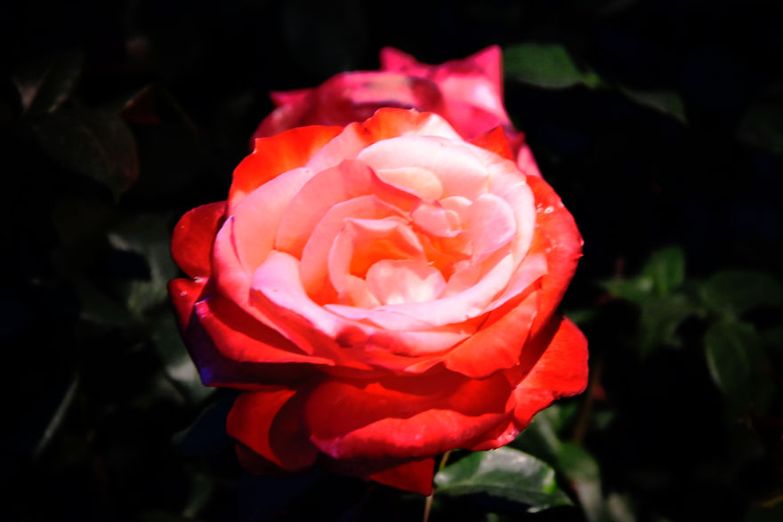 Japanese Roses Japanese Roses