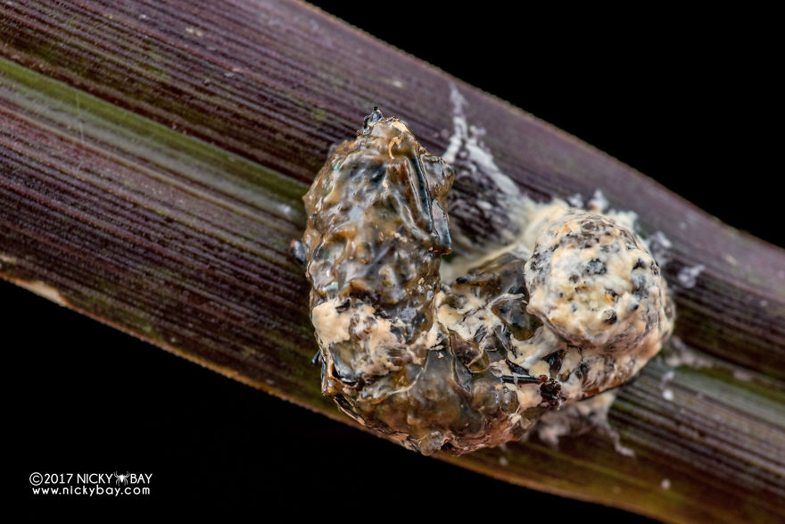 Close-up of a pretty disgusting animal covered in textured growths on a brown plant stem in a natural setting.