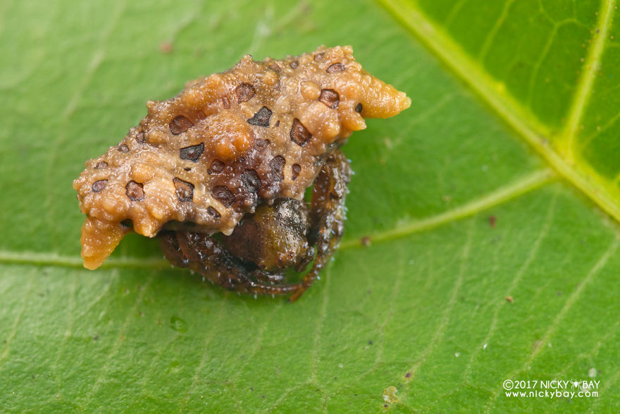Close-up of a camouflaged spider blending with textured debris, showcasing pretty disgusting animals in natural habitat.