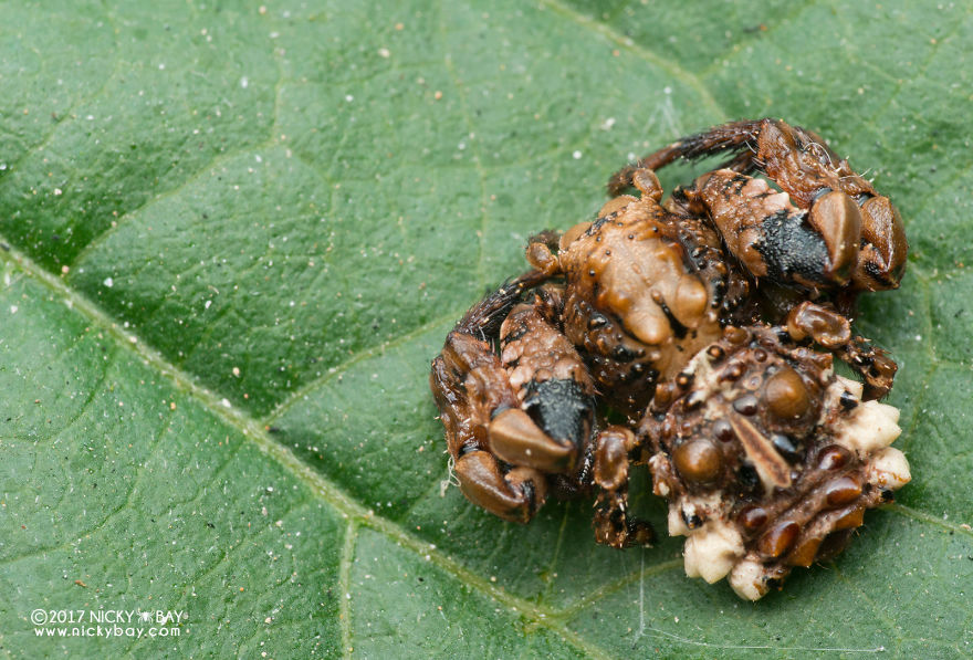 Close-up of a pretty disgusting animal resting on a green leaf, showcasing unique textures and natural detail.