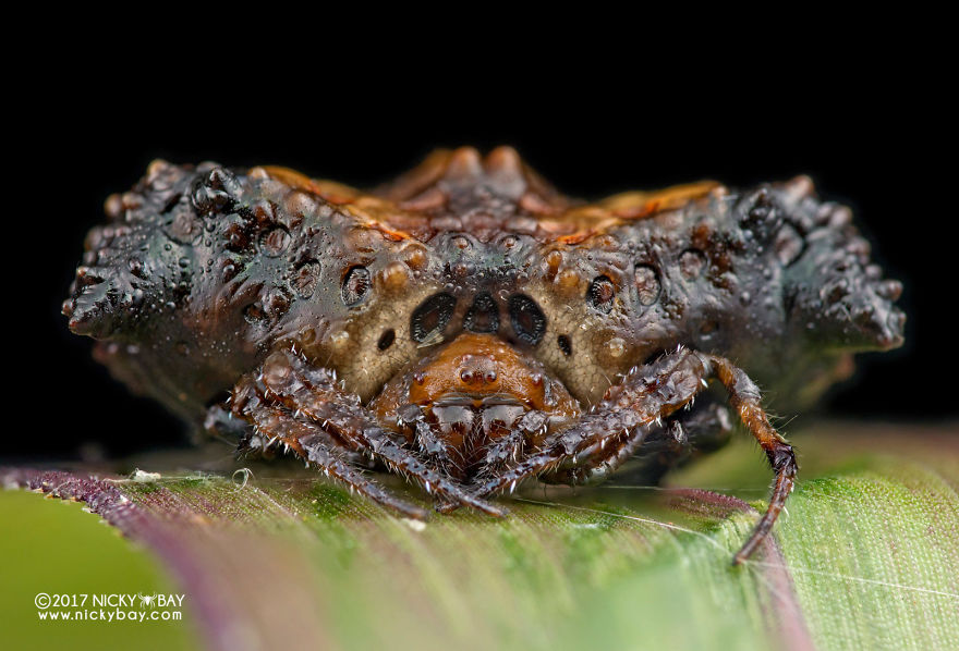 Close-up of a pretty disgusting animal with textured body and spiky legs photographed in nature.