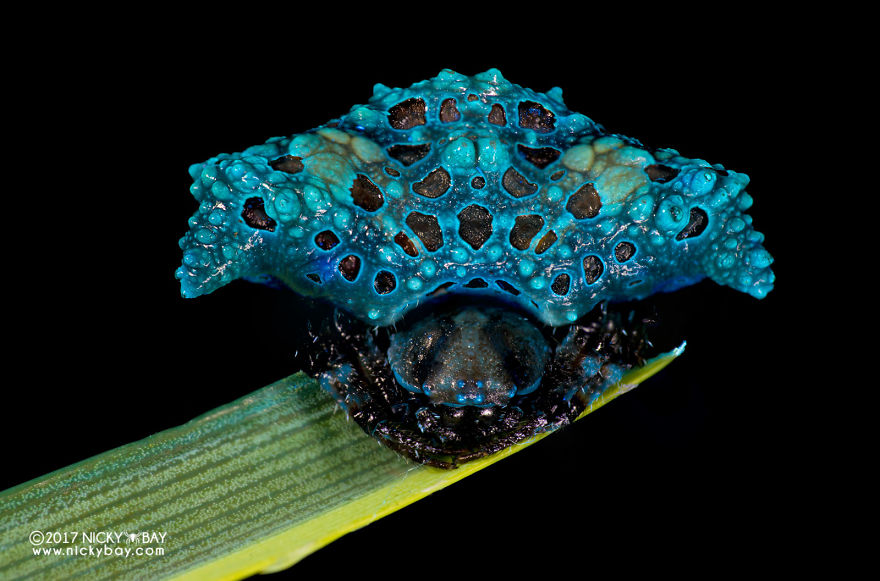 Blue thorny frog with textured skin resting on a green leaf, showcasing pretty disgusting animals in close-up photography.
