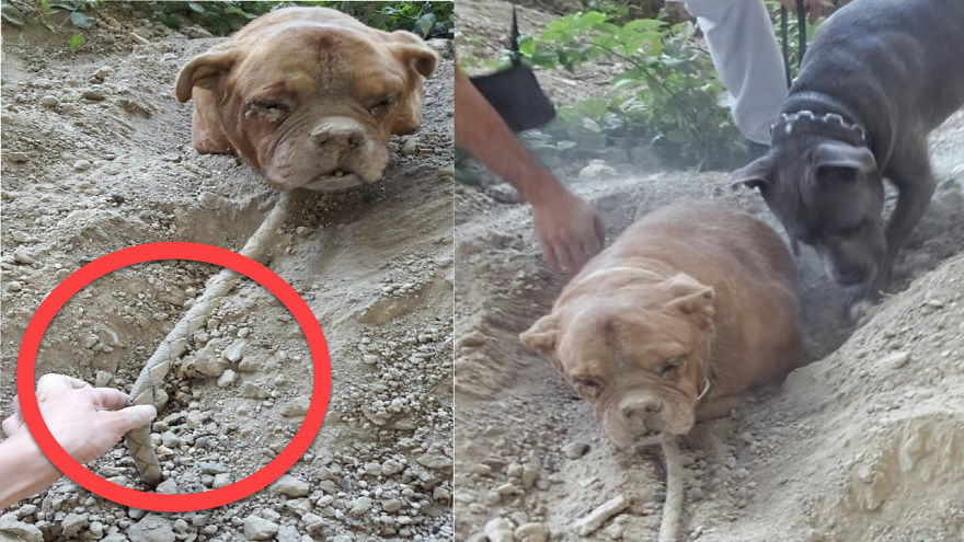 Dog Found Buried Alive Defies Her Abuser By Living An Awesome Life Dog Found Buried Alive Defies Her Abuser By Living An Awesome Life