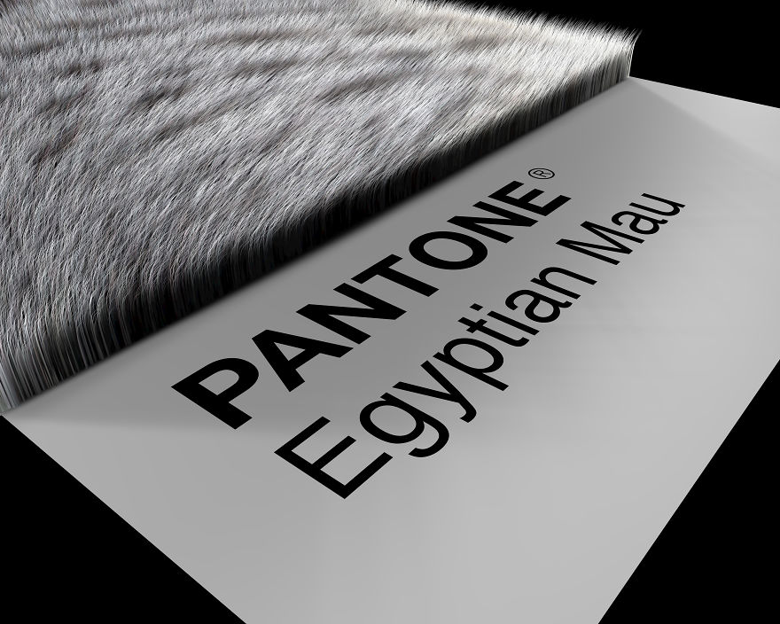 Egyptian Mau Prospective