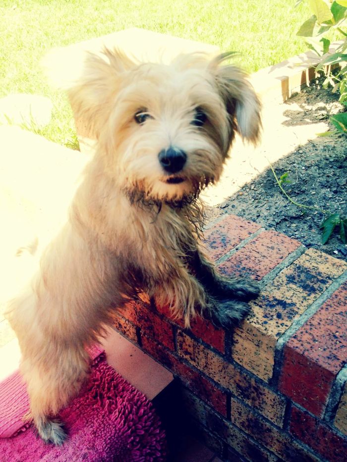 When Digging Up The Backyard Is More Fun With Wet Paws!