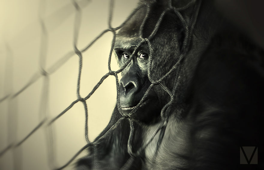 That Moment When You're Trying To Hide From The Annoying Woman With Camera, And Realise The Net's Got Holes In It...