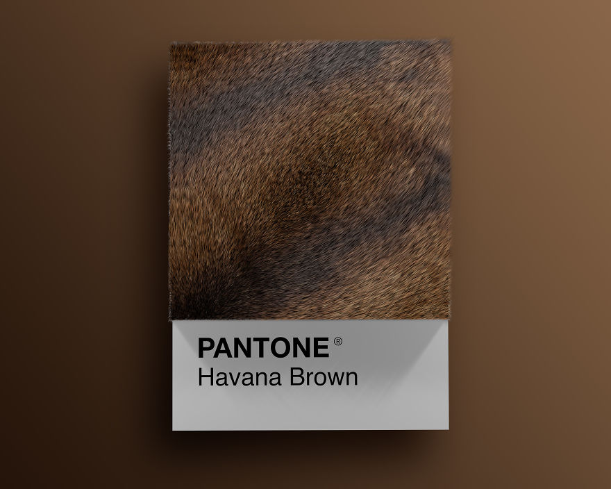 Havana Brown