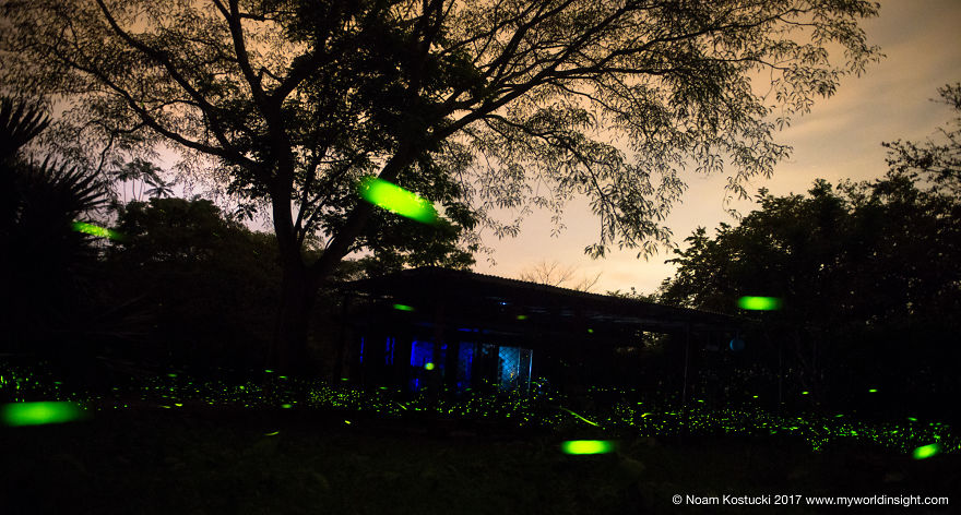 Dance Of The Fireflies - Long Exposure Photography Of The Biggest Swarm Of Fireflies I've Ever Seen