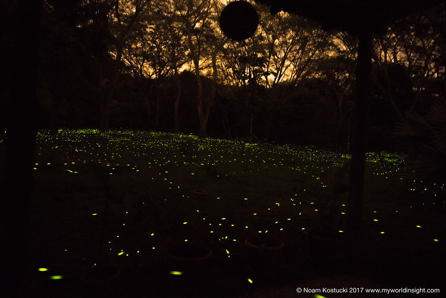 Dance Of The Fireflies - Long Exposure Photography Of The Biggest Swarm Of Fireflies I've Ever Seen