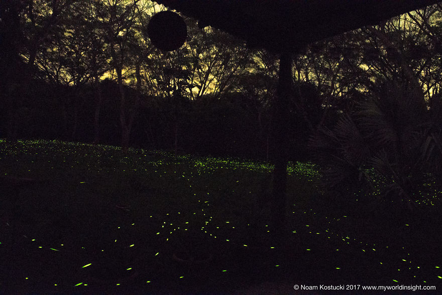 Dance Of The Fireflies - Long Exposure Photography Of The Biggest Swarm Of Fireflies I've Ever Seen