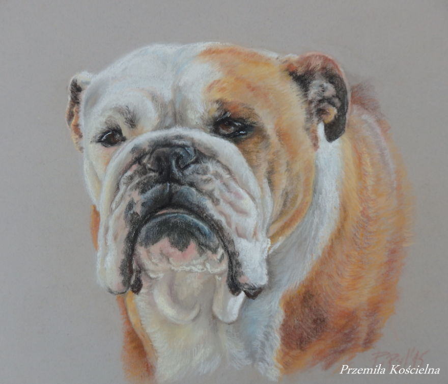 I Draw Portraits Of Dogs I Draw Portraits Of Dogs