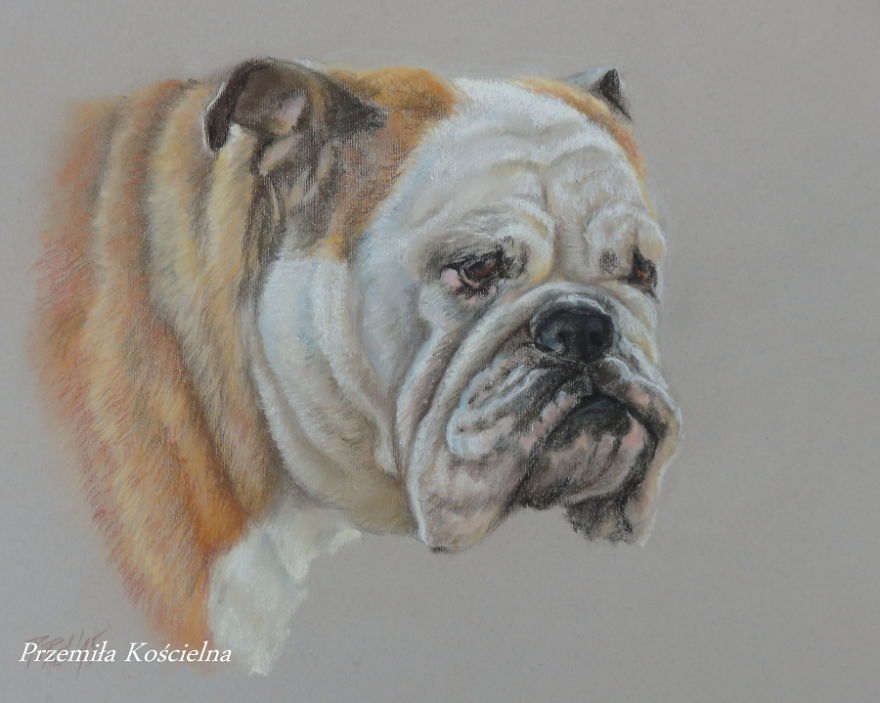 I Draw Portraits Of Dogs I Draw Portraits Of Dogs