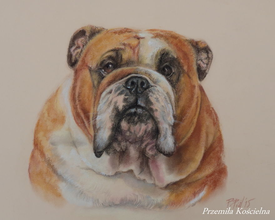 I Draw Portraits Of Dogs I Draw Portraits Of Dogs