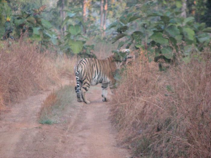 I Visited The Tadoba Tiger Reserve Santuary I Visited The Tadoba Tiger Reserve Santuary