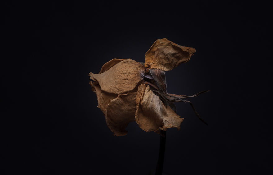 I Take Photographs Of Flowers As They Are Dying