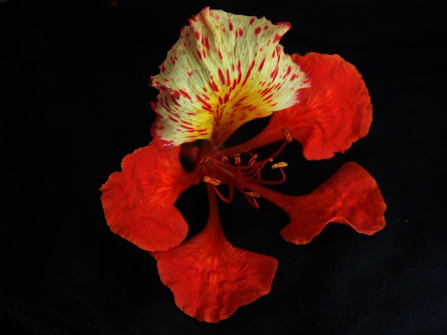 I Thought Of Getting Friendly With The Most Colourful Tree Blossom In India - Gulmohar