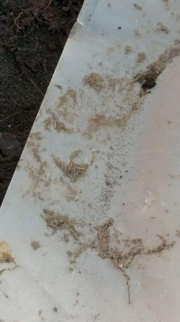 Its Oogy Boogy From The Nightmare Before Xmas