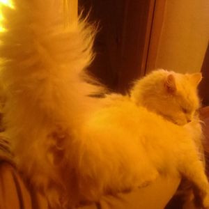 aloysiaapollo avatar