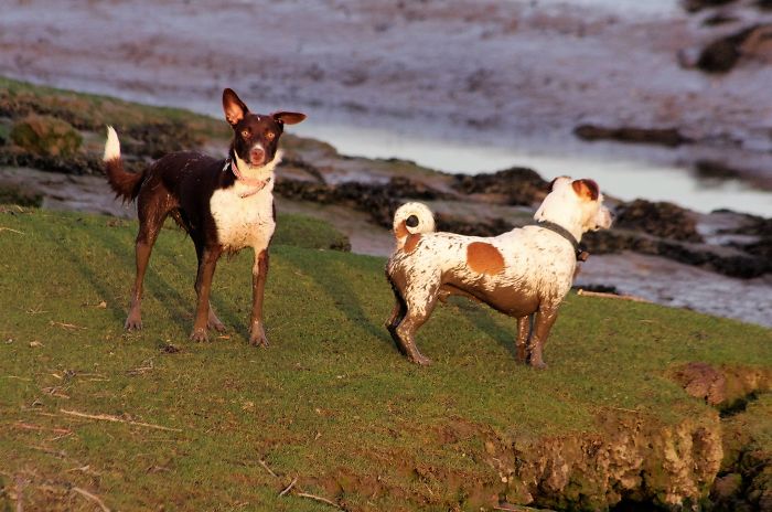 He Made Me Do It Mum !