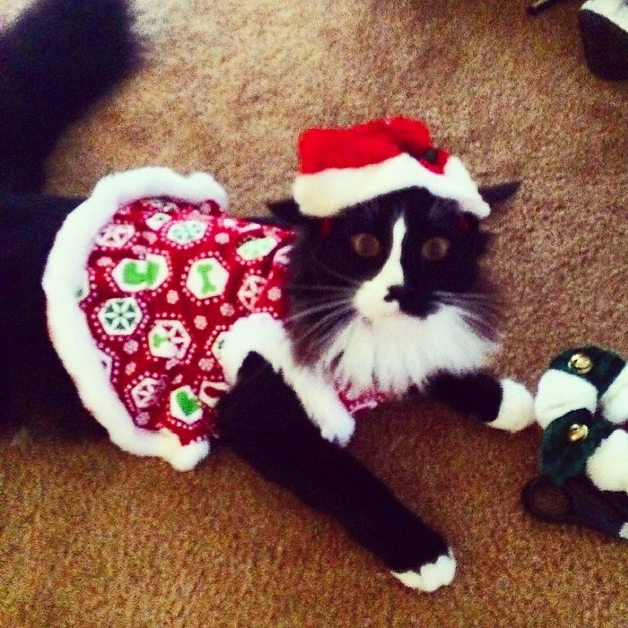 Husband Caught Me Putting A Dress On Our Male Cat