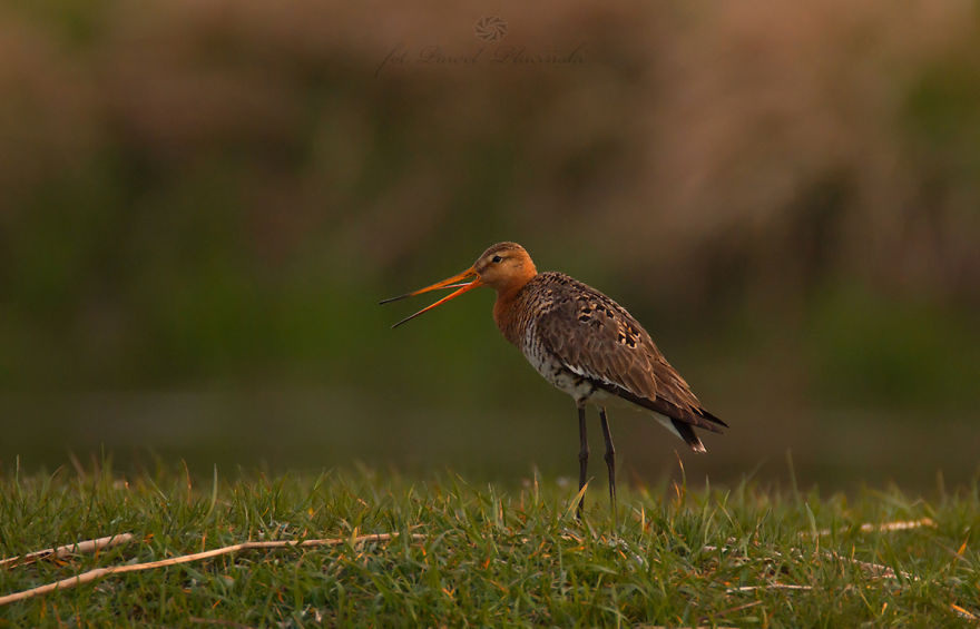 I Photograph Polish Birds