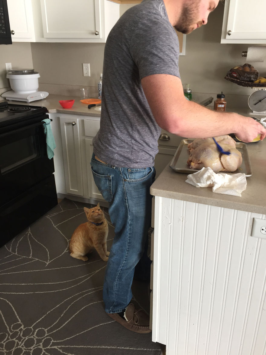 We Adopted A Stray Cat And He Can't Stop Showing His Gratitude We Adopted A Stray Cat And He Can't Stop Showing His Gratitude