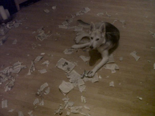 I Decided To Read A Book While My Mum Was At Work 🐶