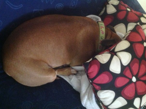 My Tough Staffy, Scared Of Rain Drops 💦 She Did This Every Time She Saw A Rain Drop.