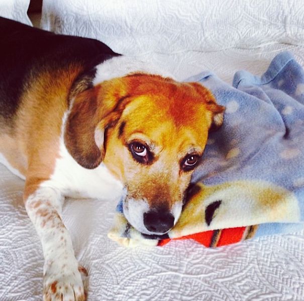 He's Not Allowed On The Bed Unless He's On His Blankie; This Is His Strategy When I Fold The Blankie .