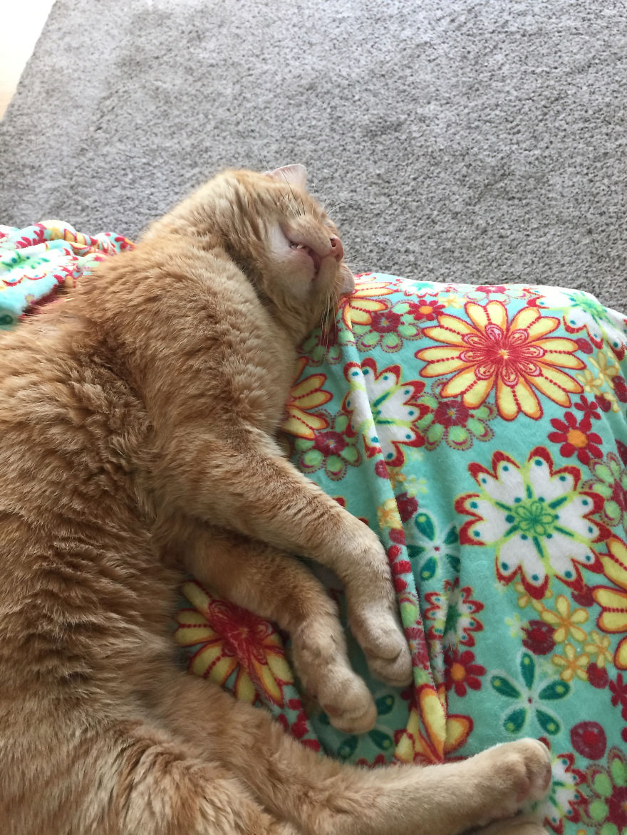 We Adopted A Stray Cat And He Can't Stop Showing His Gratitude We Adopted A Stray Cat And He Can't Stop Showing His Gratitude