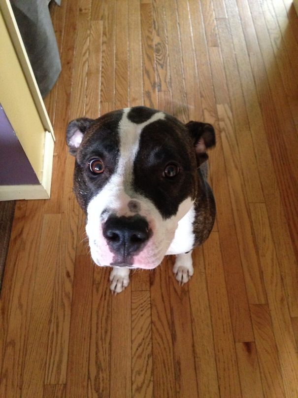 My Human Threw Up. I Ate It.