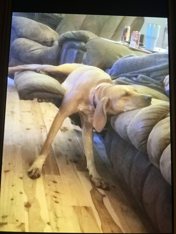 Knows Not To Sleep On The Couch So Here Is Her Compromise