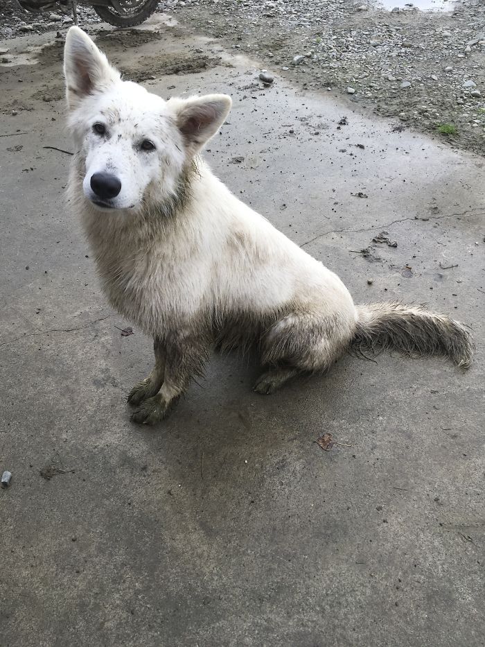 White Dog, Lots Of Rain, Mud And Cow Crap!!! I Love My Dog...i Love My Dog...i Love My Dog