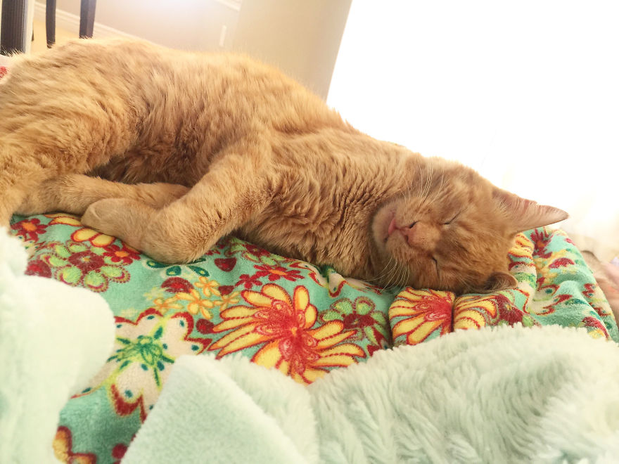 We Adopted A Stray Cat And He Can't Stop Showing His Gratitude