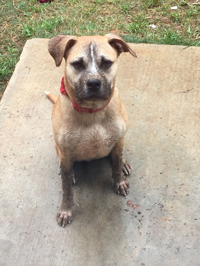 Chocolate Dipped Pup
