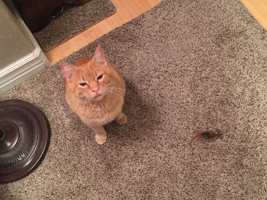 We Adopted A Stray Cat And He Can't Stop Showing His Gratitude