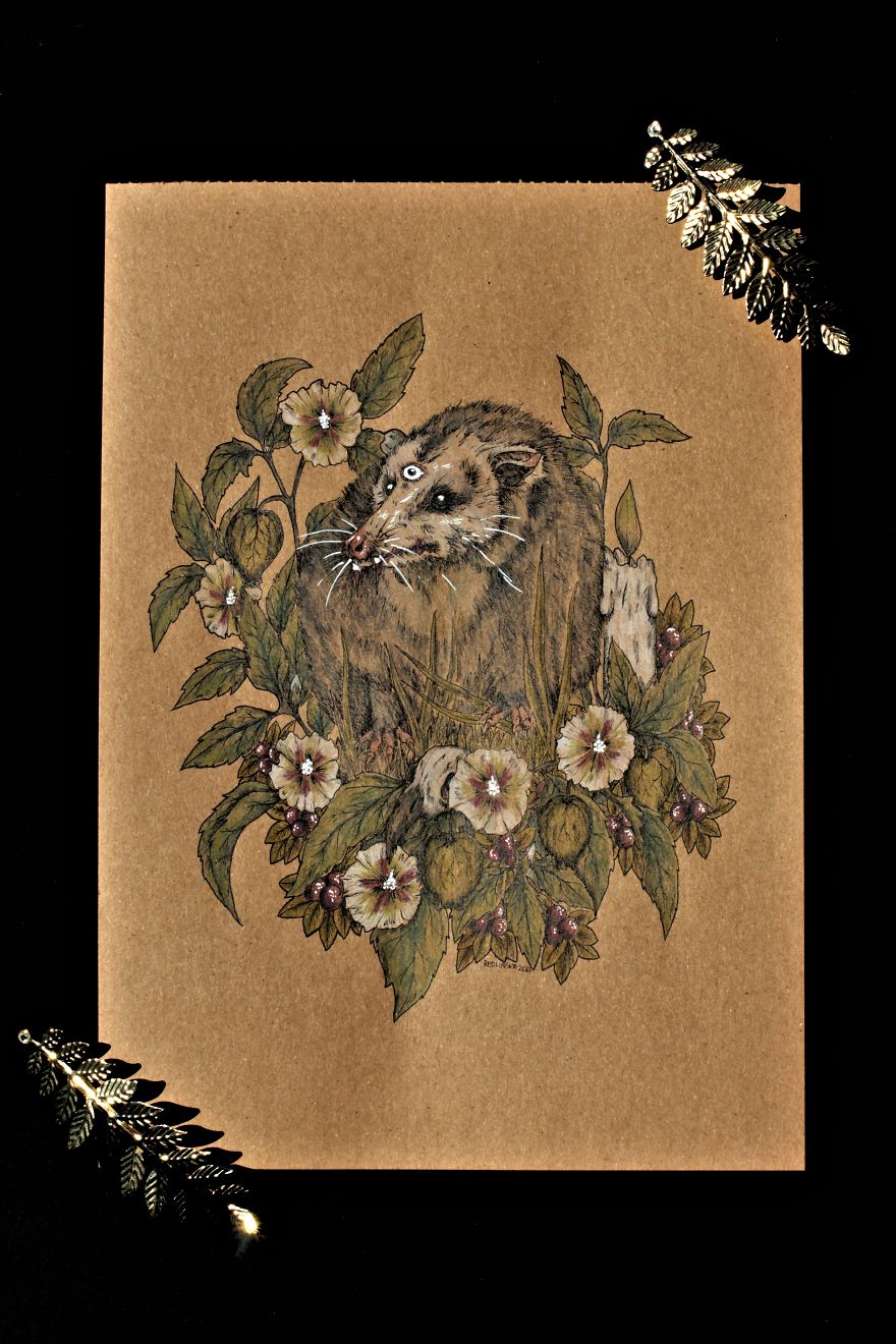 Count Dracula The Opossum