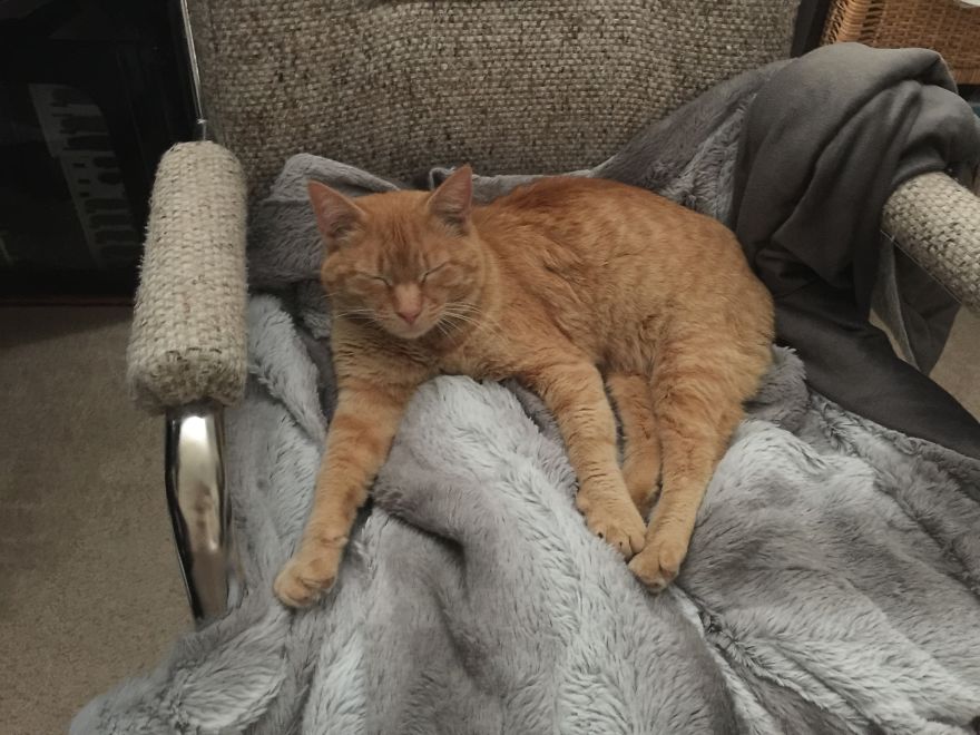 We Adopted A Stray Cat And He Can't Stop Showing His Gratitude