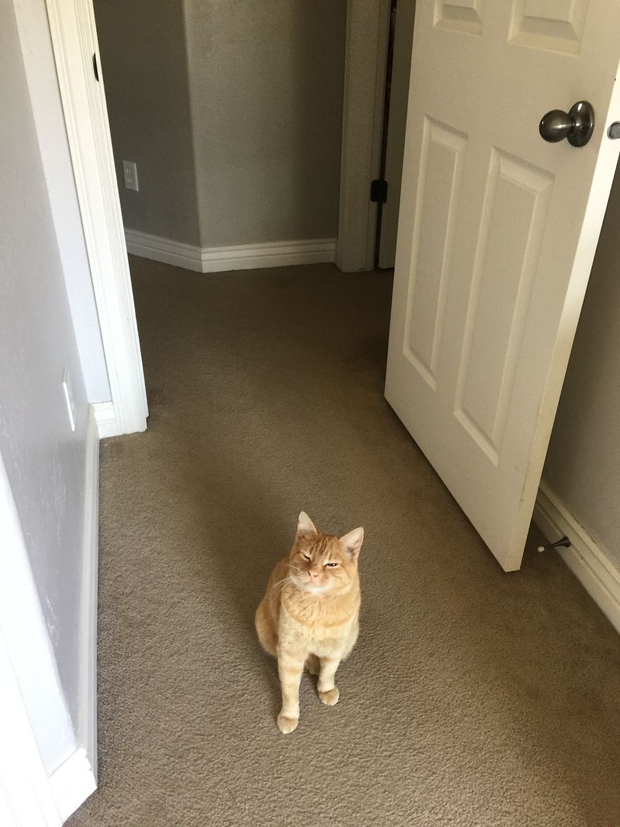 We Adopted A Stray Cat And He Can't Stop Showing His Gratitude We Adopted A Stray Cat And He Can't Stop Showing His Gratitude