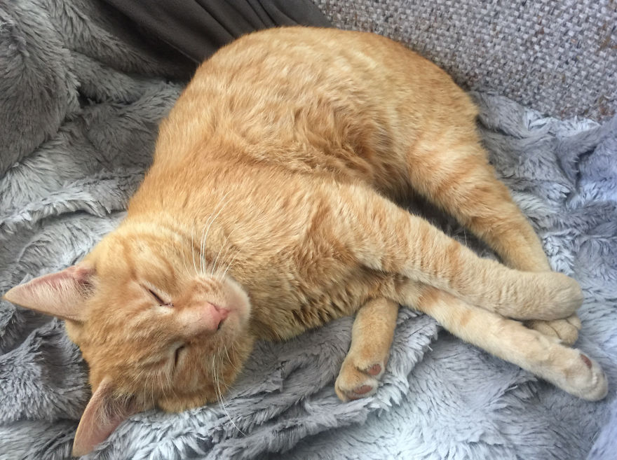 We Adopted A Stray Cat And He Can't Stop Showing His Gratitude We Adopted A Stray Cat And He Can't Stop Showing His Gratitude