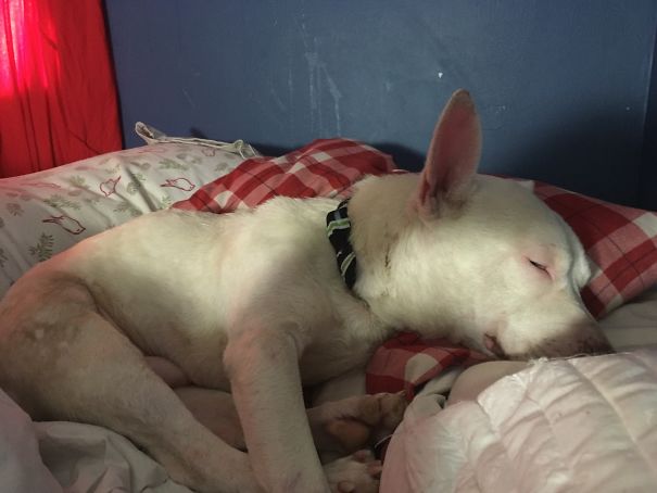 Our Dogs And Fosters Are Not Prisoners. If Anything They Deserve The Best