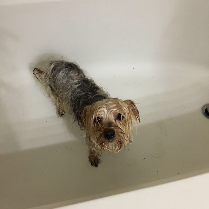 Sitting On The Porch On A Rainy Day, Then A Chicken Cross By.