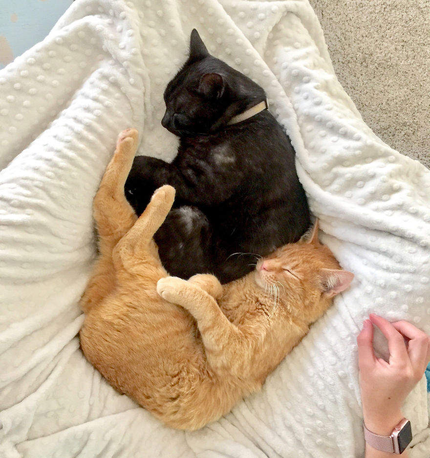 We Adopted A Stray Cat And He Can't Stop Showing His Gratitude