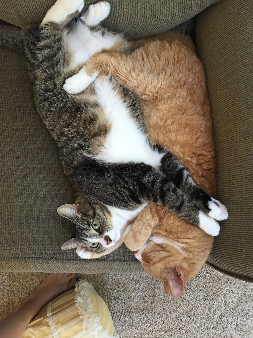 My Cat Has Some Serious Boundary Issues